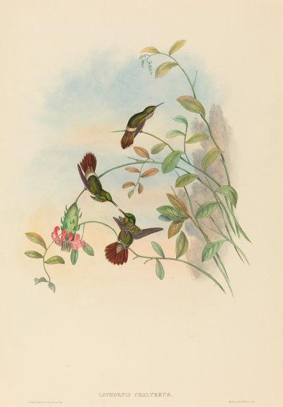 Lophornis chalybeus (お祭りのコケット) 作： John Gould and H.C. Richter