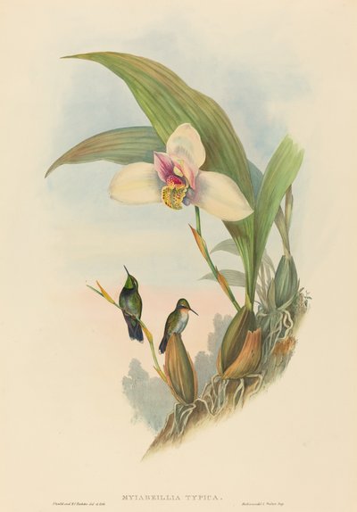 Myiabeillia typica (アベイユのハチドリ) 作： John Gould and H.C. Richter