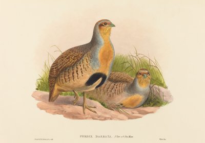 Perdix barbata (ジョウビタキ) 作： John Gould and H.C. Richter