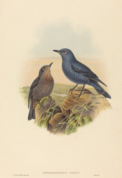 Petrocossyphus cyanus (ブルー ロックツグミ) 作： John Gould and H.C. Richter
