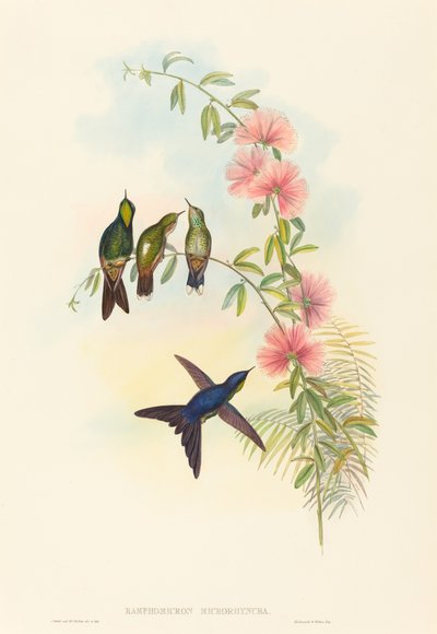 Ramphomicron microrhyncha (小ハシコウモリ) 作： John Gould and H.C. Richter
