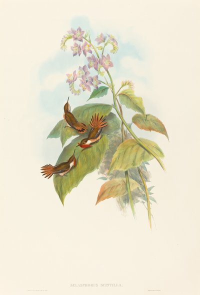 きらめくハチドリ 作： John Gould and H.C. Richter