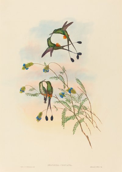 Spathura peruana (ペルーのラケットテール) 作： John Gould and H.C. Richter