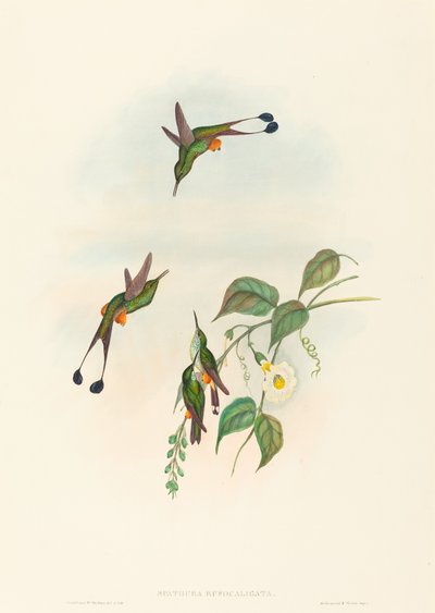 Spathura rufocaligata (レッドブート ラケットテール) 作： John Gould and H.C. Richter