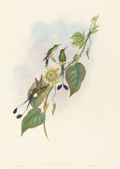 Spathura underwoodi (白い足のラケットテール) 作： John Gould and H.C. Richter