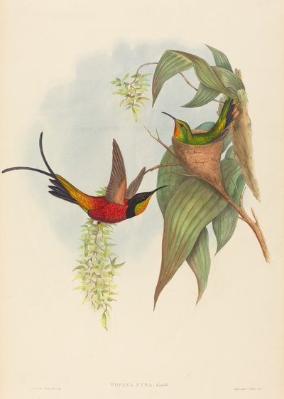 トパーズ ピラ (フェアリー トパーズ) 作： John Gould and H.C. Richter