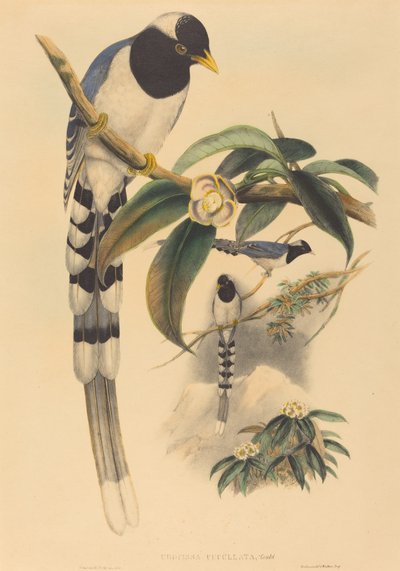 ウロシッサ・クキュラータ 作： John Gould and H.C. Richter