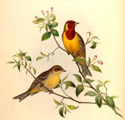赤毛ホオジロEmberiza bruniceps Brandt 作： John Gould and Henry C. Richter