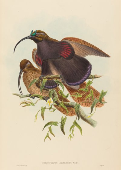 ドレパノルニス・アルベルティシ 作： John Gould and W. Hart