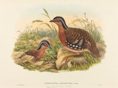 赤毛のタケヤマウズラ (Bambusicola Hyperythra) 作： John Gould and W. Hart