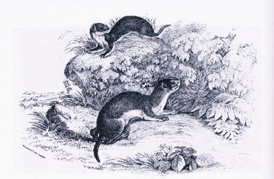 アナグマの研究、イギリスの自然（Collins社刊 作： John Guille Millais