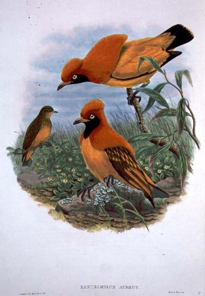 Xanthomelus Aureus (カラーリトグラフ) 作： John and Hart William Gould