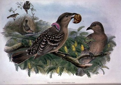 Chlamydera Orientalis（カラーリトグラフ 作： John and Hart William Gould