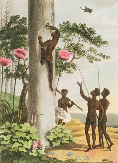 マシュー・デュブール（fl.1813-1820）pubによって刻まれた、ニューサウスウェールズ州の原住民、クライミングツリー。 1813 作： John Heaviside Clark