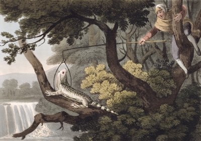 メキシコのトカゲキャッチャー、マシューDubourg（fl.1785-1820）、エドワードオーム、1813年によって刻まれました 作： John Heaviside Clark