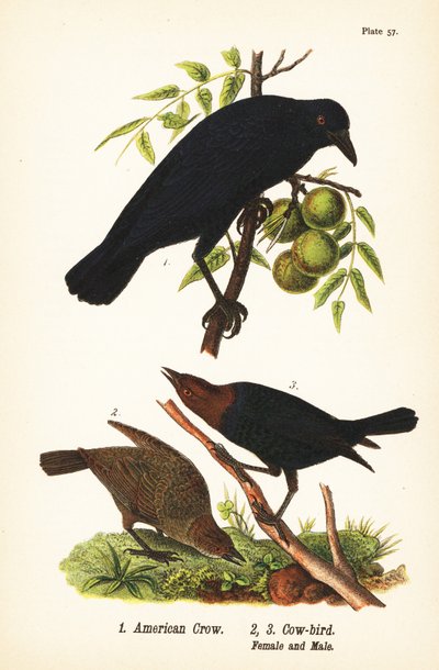 アメリカン・カラス（Corvus brachyrhynchos）1、ヒヨドリ（Molothrus ater）雌2、雄3 作： John James (after) Audubon
