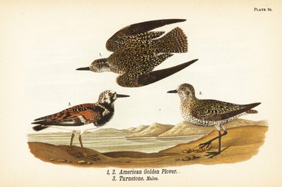 アメリカン・ゴールデン・チドリ（Pluvialis dominica）1,2、ラディ・ターンストーン（Arenaria interpres turnstone）3 作： John James (after) Audubon