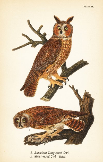 アメリカの長耳フクロウ（Asio otus 1）と獲物を持った小耳フクロウ（Asio flammeus 2）のオス。 作： John James (after) Audubon