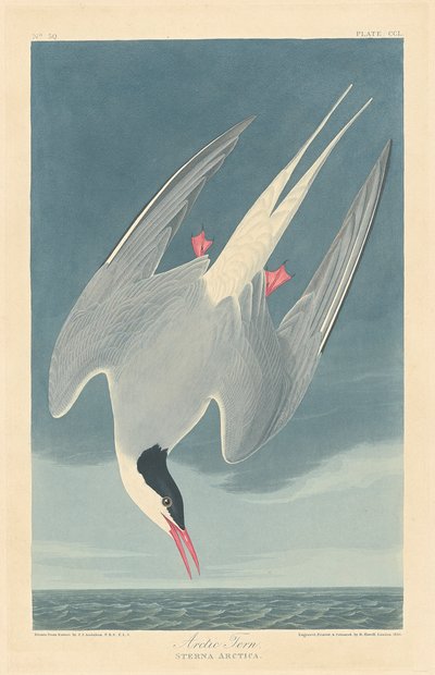 キョクアジサシ 作： John James (after) Audubon
