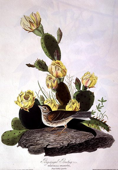 ロバート・ヘイヴル（1793-1878）が刻印した『Birds of America』から1830年に描かれたベイ・ウイングド・バンティング（彩色された彫刻版） 作： John James (after) Audubon