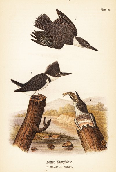 ベルテッドカワセミ（Megaceryle alcyon）、オス1、メス2 作： John James (after) Audubon