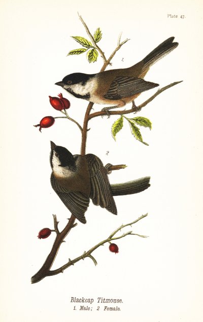 ブラックキャップ・ヒヨドリ（Poecile atricapillus 作： John James (after) Audubon