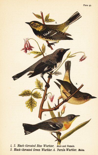 Black-throated blue warbler, Setophaga caerulescens 1,2, black-throated green warbler, Setophaga virens 3 and northern parula, Setophaga americana 4 作： John James (after) Audubon