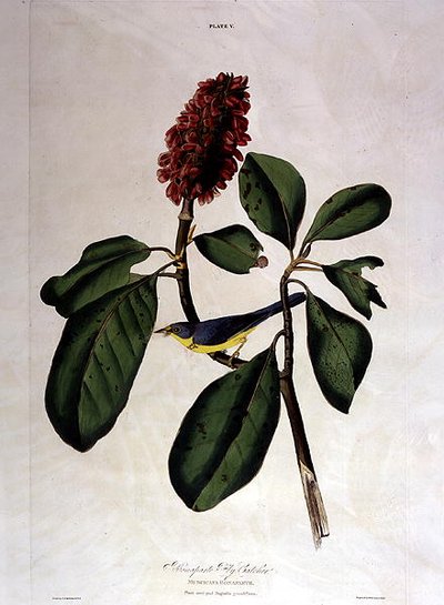 ボナパルトフライキャッチャー、ウィリアム・ホーム・リザース（1788-1859）の「Birds of America」より（彩色済みエングレーヴィング） 作： John James (after) Audubon