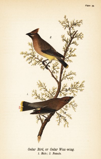 シダーロウイング（Bombycilla cedrorum シダーバードまたはシダーロウイング、オス1、メス2 作： John James (after) Audubon