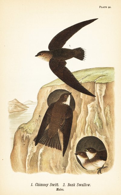 チムニースイフト（Chaetura pelagica）1、バンクスワロー（Riparia riparia）2、オス 作： John James (after) Audubon