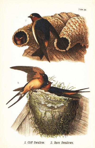 クリフツバメ（Petrochelidon pyrrhonota）1、オオツバメ（Hirundo rustica）2 作： John James (after) Audubon