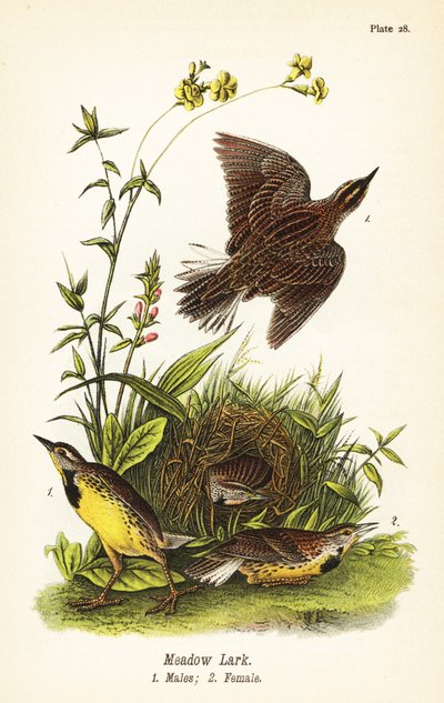 イースタン・メドウラーク（Sturnella magna 作： John James (after) Audubon