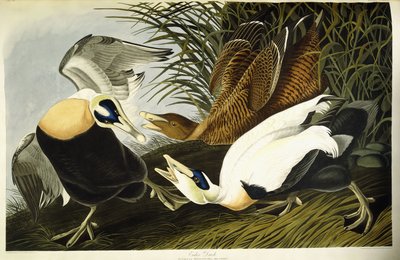 アイダーダック、オスとメス 作： John James (after) Audubon