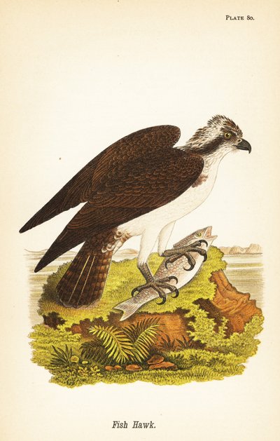 フィッシュホーク（ミサゴ）、Pandion haliaetus 作： John James (after) Audubon