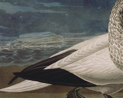 ロバート・ヘイヴル（1793-1878）が彫刻し、1836年に出版された「Birds of America」からのGannets（カラー・エングレーヴィング）（195118の詳細）。 作： John James (after) Audubon