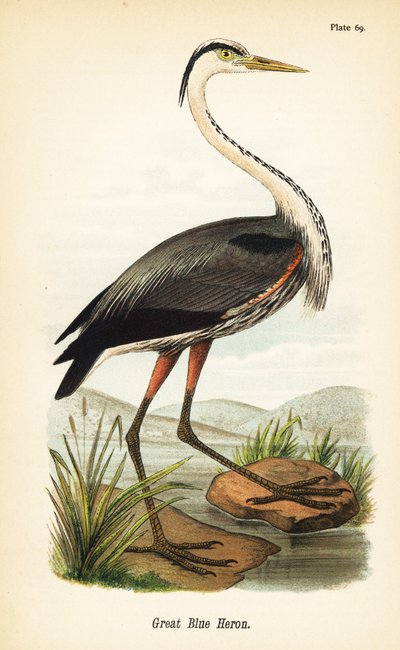 オオアオサギ、Ardea herodias 作： John James (after) Audubon