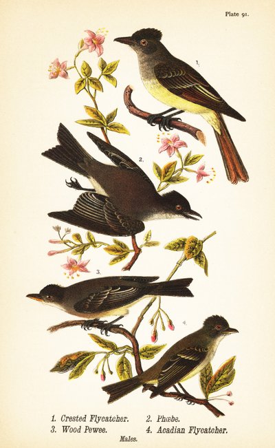オオカンムリヒタキ（Myiarchus crinitus）1、ヒガシシナショウクイ（Sayornis phoebe）2、ヒガシシナショウクイ（Contopus virens）3、アケイディアヒタキ（Empidonax virescens）4 作： John James (after) Audubon