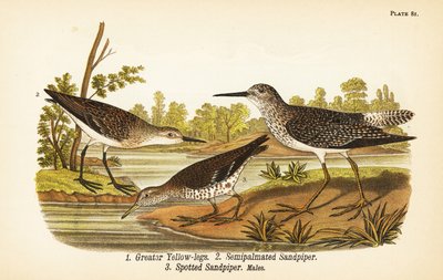 オオキョウジョシギ（Tringa melanoleuca）1、セミパルメイトシギ（Calidris pusilla）2、スポテッドシギ（Actitis macularius）3 作： John James (after) Audubon