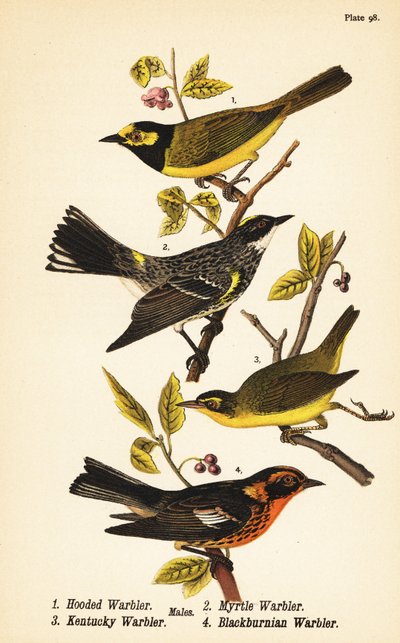 Hooded warbler, Setophaga citrina 1, yellow-rumped warbler, Setophaga coronata 2, Kentucky warbler, Geothlypis formosa 3, Blackburnian warbler, Setophaga fusca 4 作： John James (after) Audubon