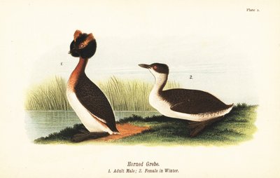 カツオドリ（Podiceps auritus）、成人男性1、冬羽の女性 作： John James (after) Audubon