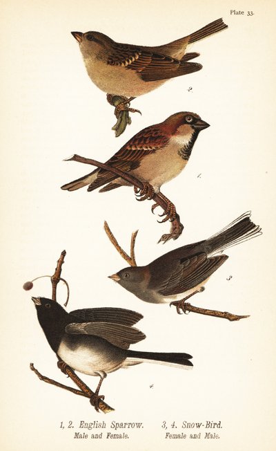 ハウス・スパロウ（Passer domesticus）、ダークアイド・ジャンコ（Junco hyemalis）。 作： John James (after) Audubon