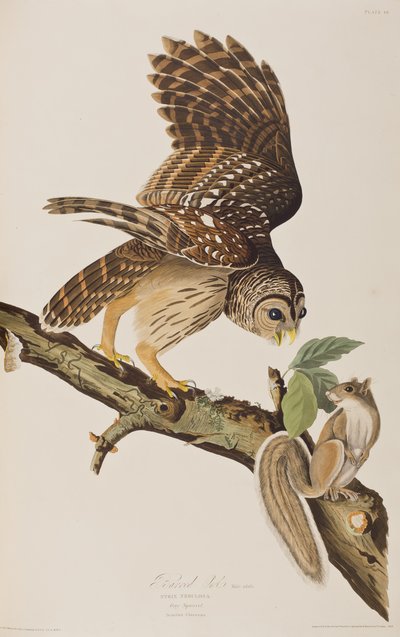 ジョン・ジェームズ・オーデュボンの「Birds of America」からのイラスト 作： John James (after) Audubon