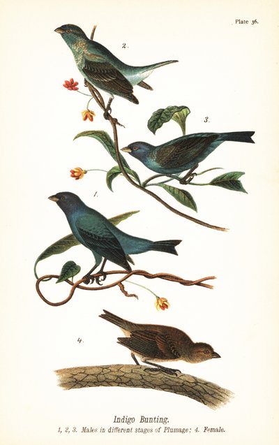 インディゴ・ジョウビタキ（Passerina cyanea）、羽化段階の異なるオス1、2、3、メス4 作： John James (after) Audubon