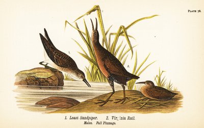 Least sandpiper, Calidris minutilla 1、Virginia rail, Rallus limicola 2 作： John James (after) Audubon
