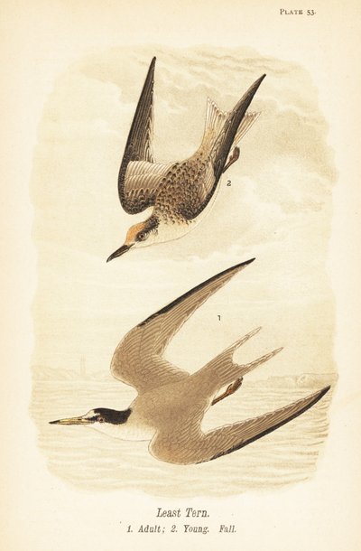 コアジサシ、Sternula antillarum、成体1、幼体、秋季羽毛2 作： John James (after) Audubon