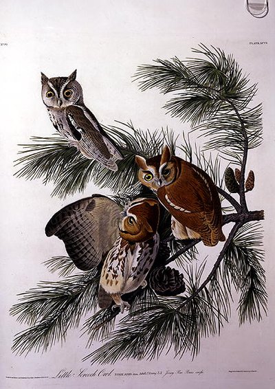 ロバート・ヘイヴル（1793-1878）による「アメリカの鳥」より「小鳥のフクロウ」（彩色画） 作： John James (after) Audubon