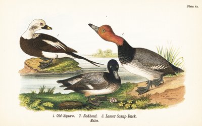 オナガガモ（Clangula hyemalis）1、アカガモ（Aythya americana）2、ホオジロガモ（Aythya affinis）3 作： John James (after) Audubon