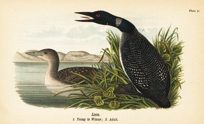 Loon, Gavia immer, 冬の若者1、大人2 作： John James (after) Audubon