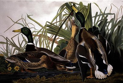 ロバート・ヘイヴル（1793-1878）が彫刻した「アメリカの鳥」よりマガモ 1834年（彩色済み彫刻） 作： John James (after) Audubon