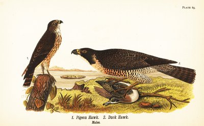 マーリン(Falco columbarius) 1、ハヤブサとカモ(Falco peregrinus) 2 作： John James (after) Audubon